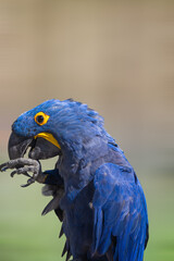 blue and yellow macaw