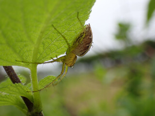 Oxyopes sertatus Latrelle.
A slender and beautiful spider with distinctive hair on its legs.