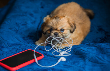 Tiny puppy biting headphones and phone, pet behavior concept