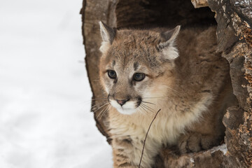 Obraz premium Female Cougar (Puma concolor) Paw Out of Log Close Up Winter
