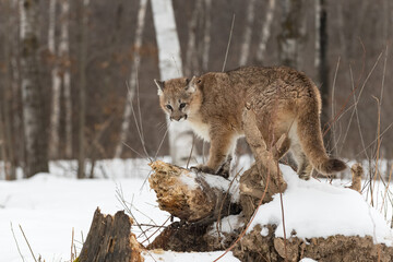 Female Cougar (Puma concolor) on Log Ears to Sides Head Down Winter