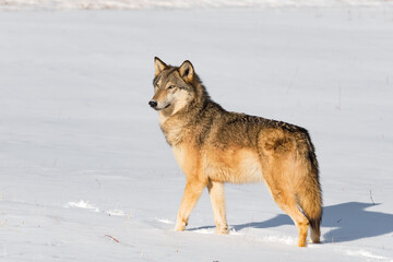 Fototapeta na wymiar Grey Wolf (Canis lupus) Stands Up Tall Looking Left and Out Snow on Nose Winter