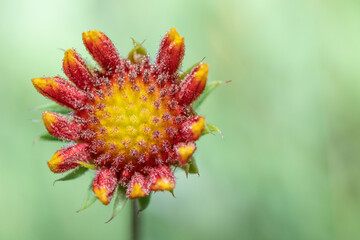 An orange, yellow, and red wildflower opening on a summer morning in Texas.