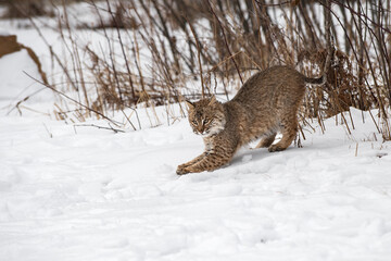 Bobcat (Lynx rufus) Bows Looking Up Winter