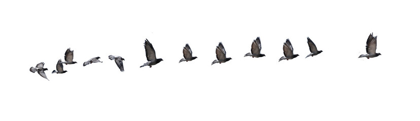 flying birds line formation of pigeons many  isolated for backgound