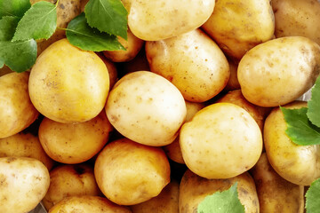 Young organic farm potatoes of the new harvest with green leaves. Selling seasonal natural vegetables at local market. Local farmers vegetables and harvesting concept. Flat lay, close up
