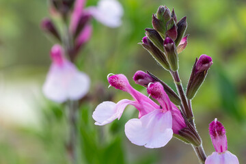 Salvia hot lips joy (Salvia greggii 'Joy') 