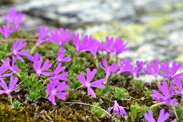 Rosnący w wysokich górach pierwiosnek maleńki (Primula minima) o różowych kwiatach - obrazy, fototapety, plakaty