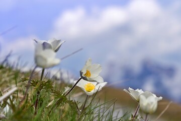 Rozkwitła biała sasanka alpejska (Pulsatilla alpina) na wysokogórskiej łące  - obrazy, fototapety, plakaty