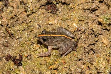 Snoring Puddle Frog (Phrynobatrachus natalensis) near a pond 