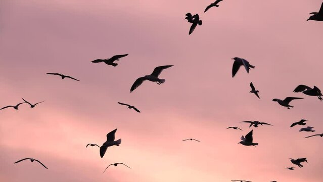 soaring seagulls against the backdrop of the setting sun slow motion