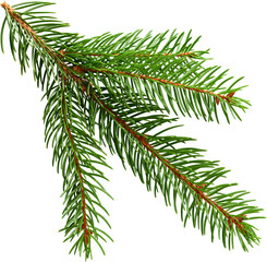 Fir Branch Isolated- Ready to use PNG Cutout Premium Isolated Image