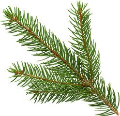 Green Fir Branch Amazing Cutout Details - Ready to use PNG Cutout Premium Isolated Image