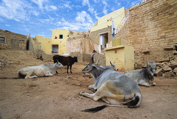 Many cows between walls