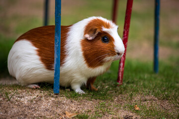 White-brown domestic guinea pig (Cavia porcellus) cavy in the garden