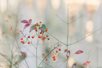 berries 