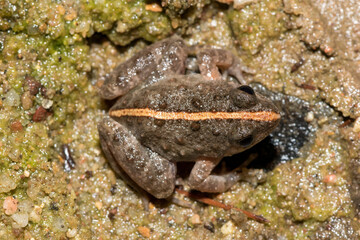 Snoring Puddle Frog (Phrynobatrachus natalensis) near a pond 