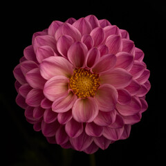 close up of dahlia on dark background