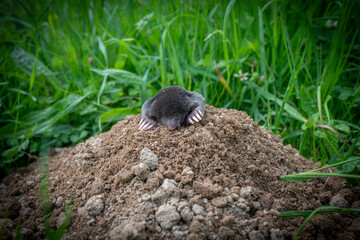 European mole close up in the garden