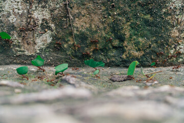 Close up of ants carrying green leaves near Flores, Guatemala. 