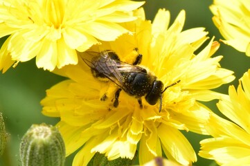 butinage d'une abeille