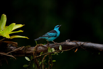 Blue bird portrait. Blue dacnis or turquoise honeycreeper (Dacnis cayana). Bird of Atlantic Forest, Brazil.
