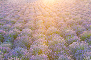 Scenic view of purple lavender field at sunset. endless lavender field. Beautiful lavender field on a sunny day. beautiful and lilac lavender field in the countryside with rows of purple flowers