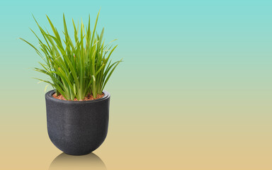 front view green tree in big black ceramic pot on gradient blue and yellow background, nature, plant, object, decor, home, house, gift, copy space