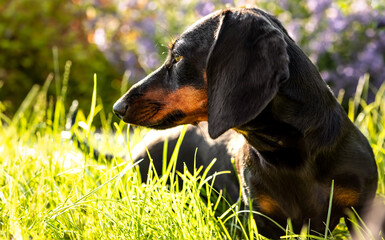 A small dog (dachshund) lying in the garden on the grass, gently lit by the rays of the summer sun.
Mały pies (jamnik) leżący w ogrodzie na trawie, delikatnie oświetlony promieniami letniego słońca. - obrazy, fototapety, plakaty