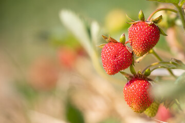 close up of strawberries