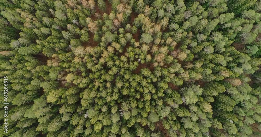 Aufkleber Aerial view of green summer forest with spruce and pine trees forest view from above, aerial top view with copy space design for web banner