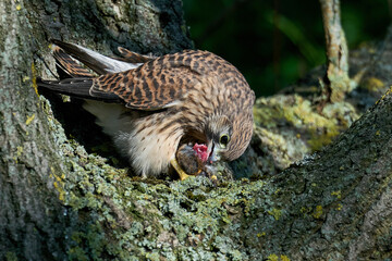 Common kestrel (Falco tinnunculus)