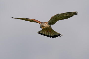 Common kestrel (Falco tinnunculus)