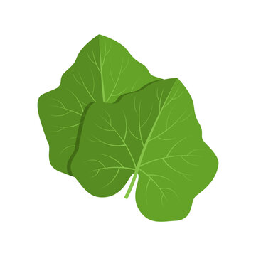 Vector illustration of pumpkin leaves