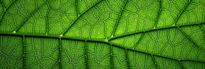 Close up leaf. Macro nature. a green leaf has a lot of veins	