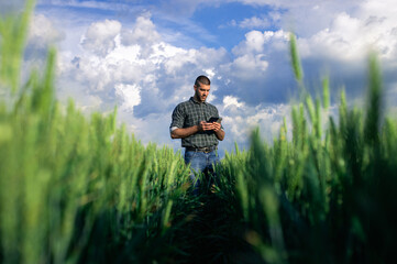 Naklejka na ściany i meble Young farmer in a wheat field, using a tablet and examining crop.