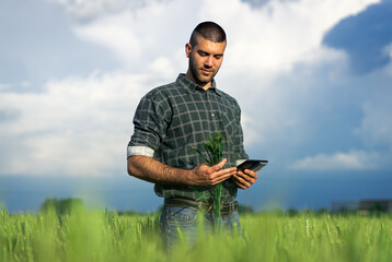 Naklejka na ściany i meble Young farmer in a wheat field, using a tablet and examining crop.