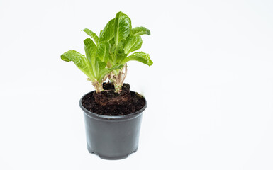 Lettuce salad leaves homegrown on a kitchen garden. Green oak lettuce leaf close up. Hydroponic organic vegetable home farm.