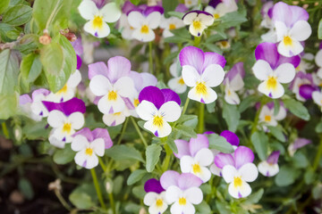 Background image: Violet tricolor, purple, white and yellow flowers blooming beautifully in the garden