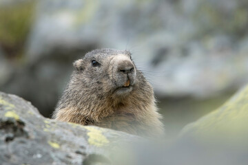 Cute groundhog or alpine marmot (Marmota marmota) curiously emerging from is den in the rocks, Piedmont Alps, italy.