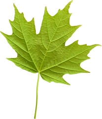 LAYER-LAB_2105196340-01_LC