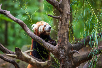 Cute red panda ailurus fulgens on the tree with green leaves