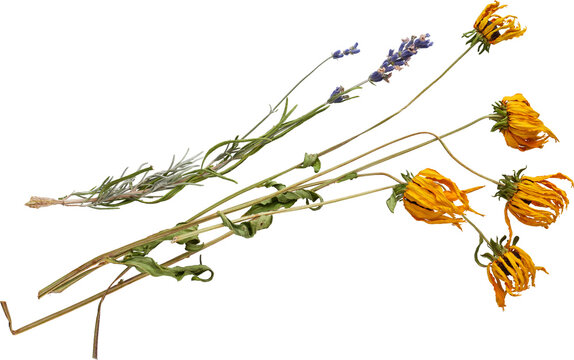 Yellow Dried Flowers - Ready to use PNG Cutout Premium Isolated Image