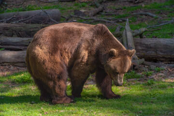 Braunbär im Wildpark Knüll