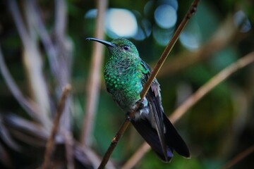 Shimmering green Hummingbird sitting on a branch in Colombian cloud forest