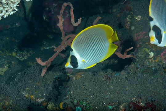 Chaetodon adiergastos, conosciuto anche con il nome comune pesce farfalla panda