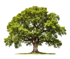 Oak tree isolated on white background. Generative Ai.

