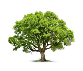 Oak tree isolated on white background. Generative Ai.

