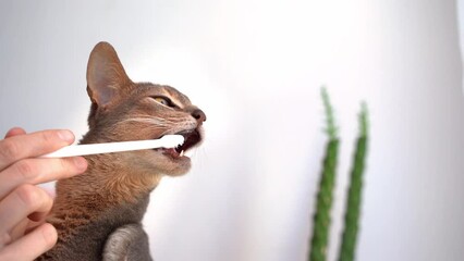 Toothbrush for animals. Man brushing Teeth with a white brush a cute blue Abyssinian cat against the backdrop of green plants at home. Concept pet health care and love for animals
