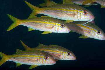 Mulloidichthys vanicolensis, triglia gialla in gruppo